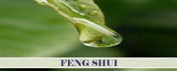 Feng Shui Garten Pflanzen